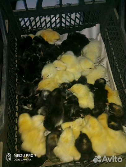 Цыплята суточные