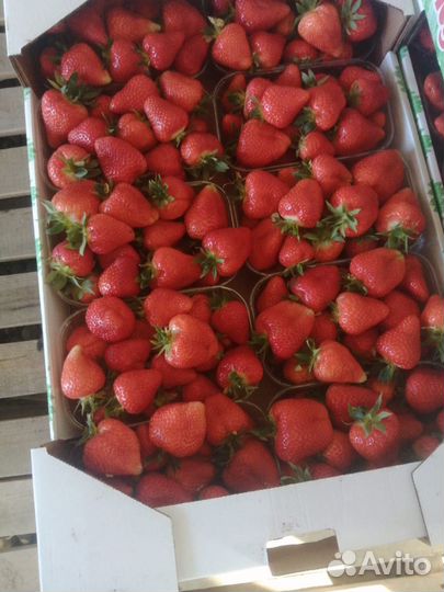 Клубника свежая оптом (Краснодар)