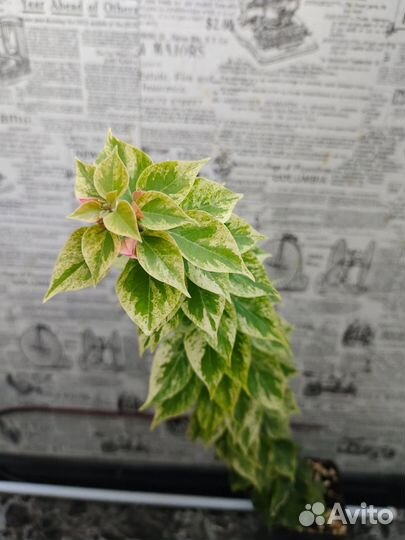 Бугенвиллии,коллекционные сорта,взрослые кусты