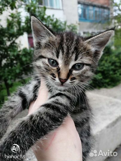 Мальчик в добрые руки
