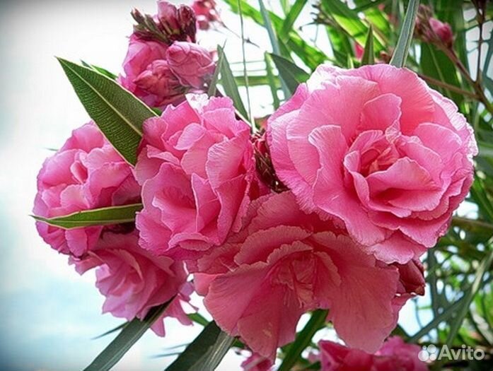 Олеандры разные