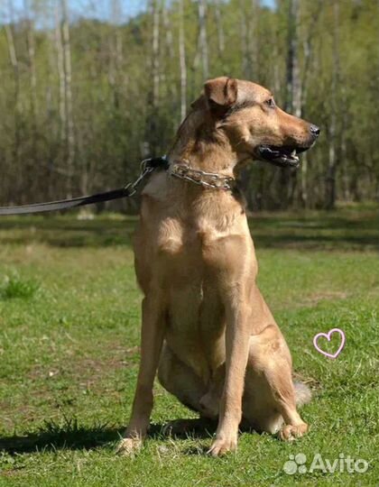 Собака в добрые руки