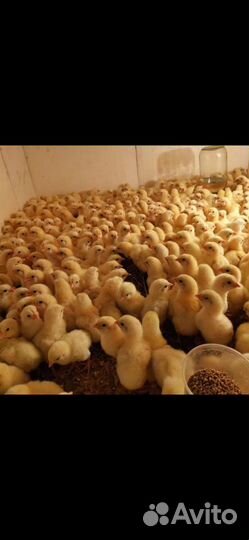 Цыплята бройлера вывод круглый год