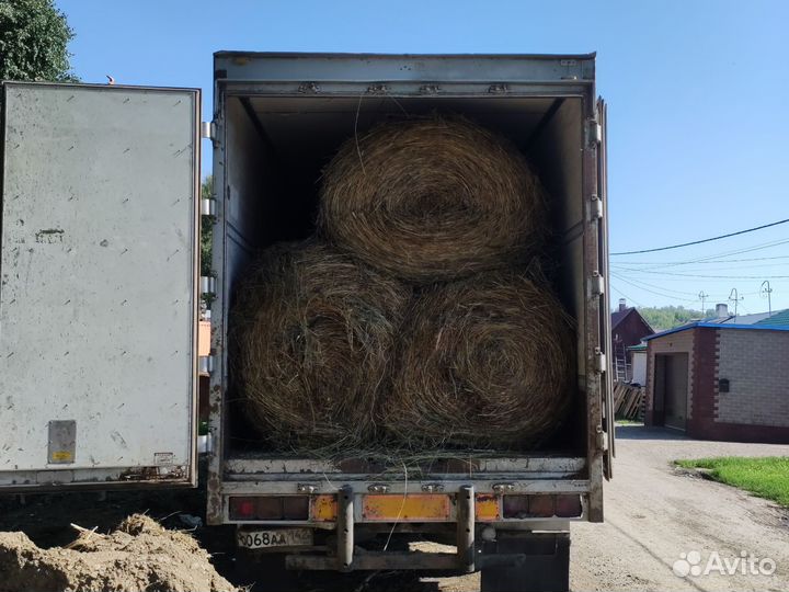 Сено в тюках с доставкой, как вчера косил) овес