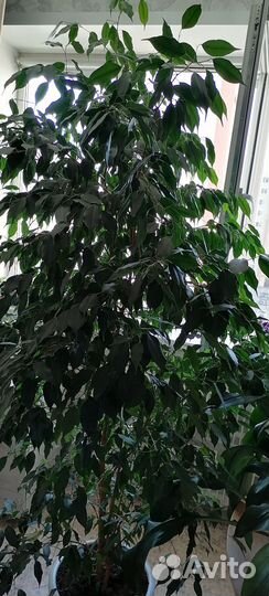 Фикус бенджамина большой