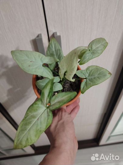 Сингониум конфетти милк