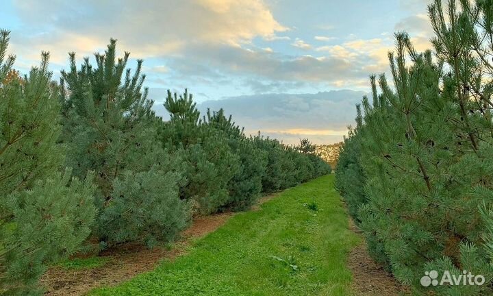 Растения Сосна обыкновенная