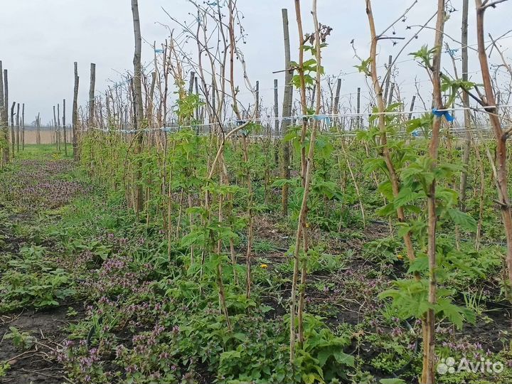 Саженцы малины разных сортов