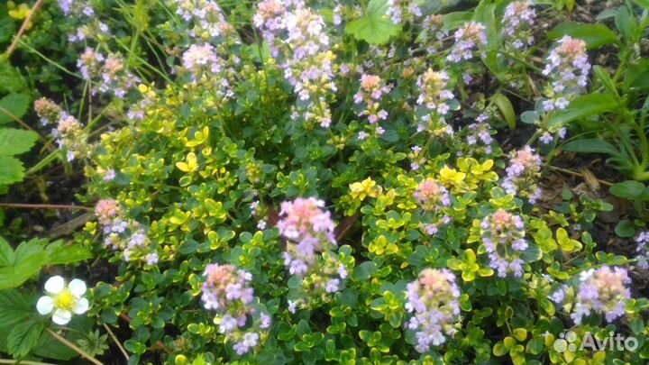 Тимьян лимонный (чабрец). Многолетник. Ароматный