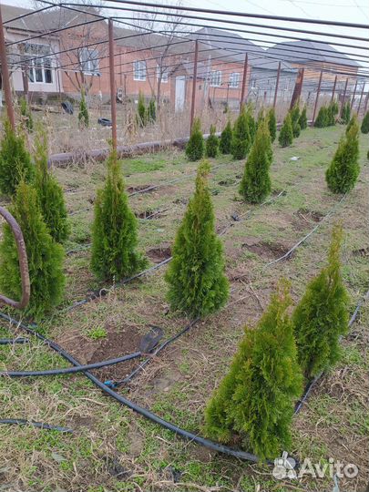 Туя смарагд