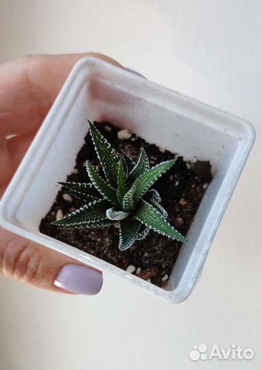 Хавортия полосатая в горшке