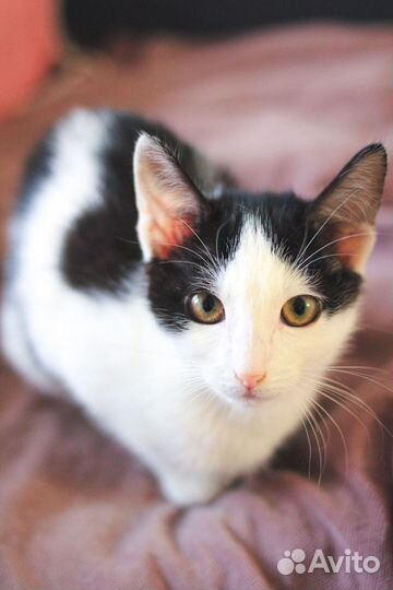 Девочка 4 мес в дар