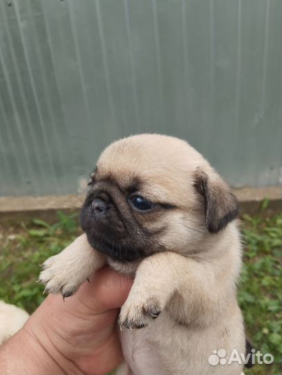 Щенки мопса