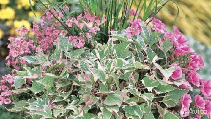 Ипомея батат, Хауттюйния, Альтернантера