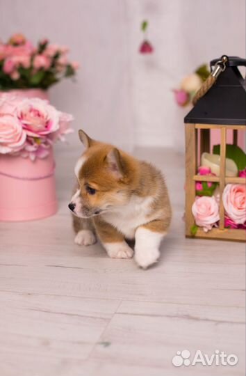 Вельш корги пемброк