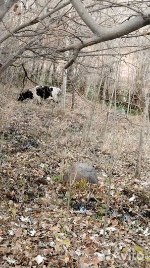 Корова на мясо