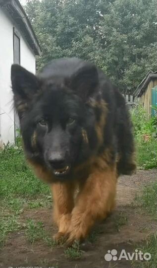 Щенки немецкой длинношерстной овчарки