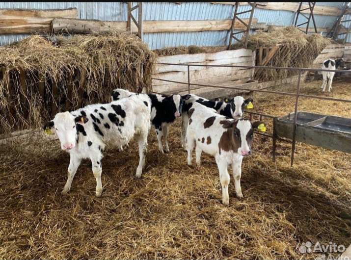 Телята бычки