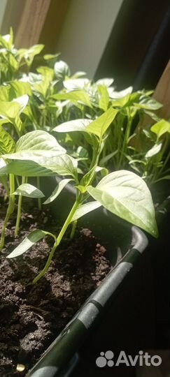 Рассада перца сладкого Толстостенного