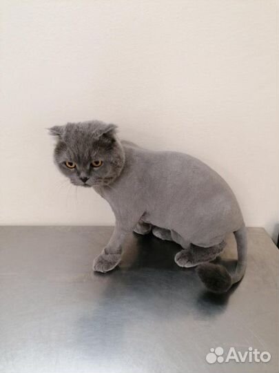 Стрижка кошек на дому