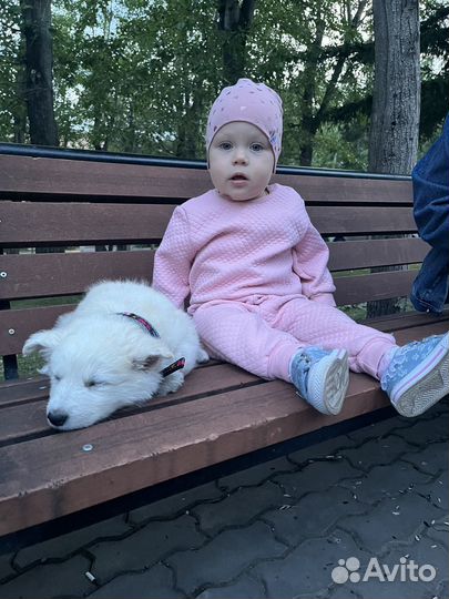 Смесь алабай и хаски