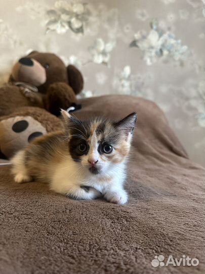 Котята ищут дом