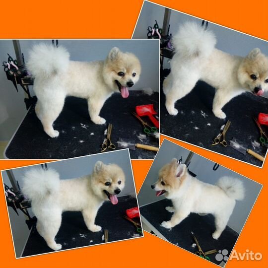 Грумер стрижка собак