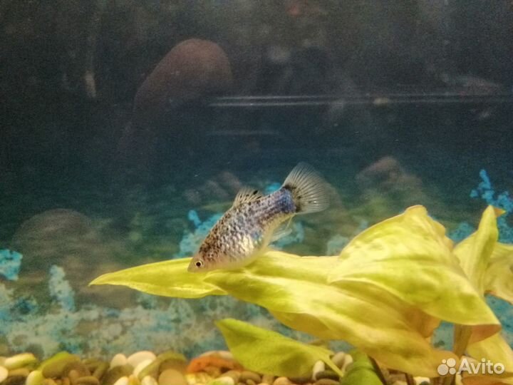 Рыбки моллинезия меченосцы пецилии гуппи креветки