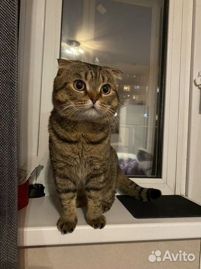 Шотланский котенок