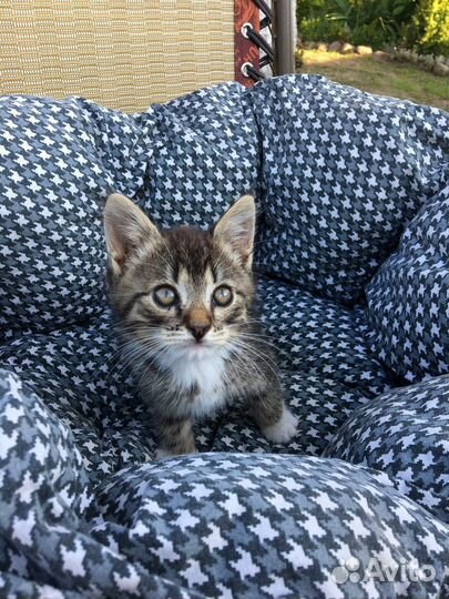 Отдам бесплатно