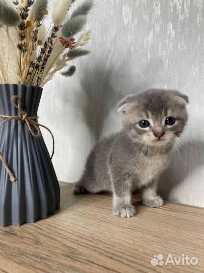 Шотладские вислоухие котята шиншилла