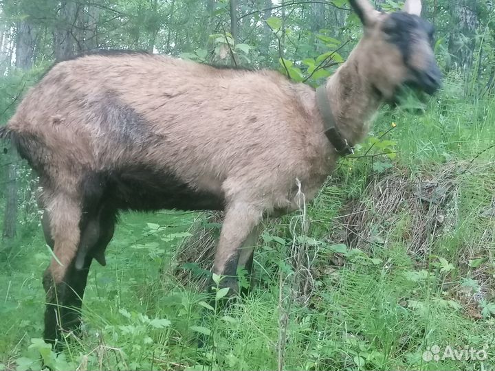 Продам дойную козу 2 шт