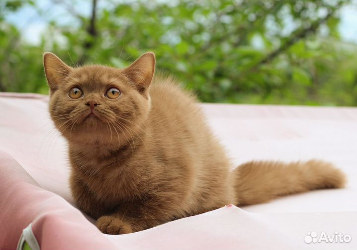 Британская