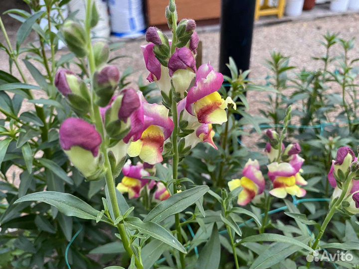 Цветы на срезку / для букетов, композиций