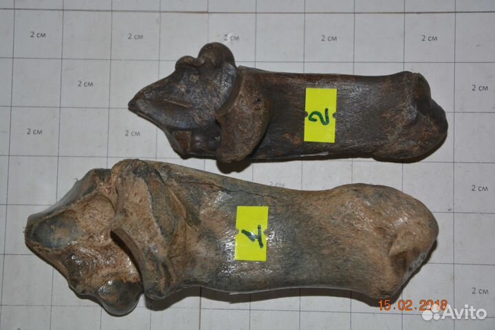 Кости плейстоценовых животных, поштучные и весовые