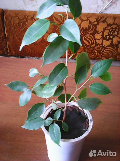 Фикус Бенжамина, отростки фикуса бенджамина