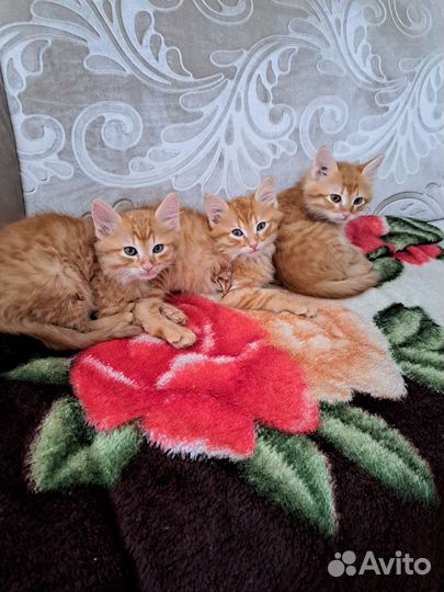 Домашние животные котята