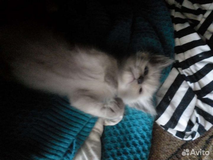 Котята
