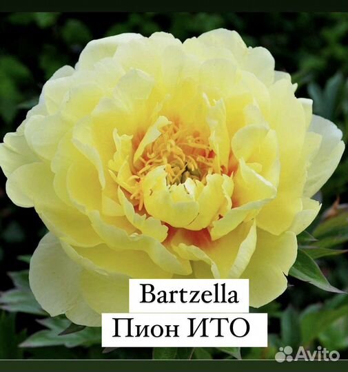 Пион Ито Bartzella (Бартзелла)