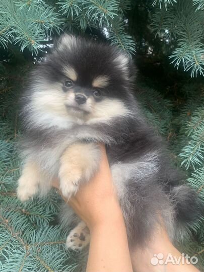 Щенок померанского шпица