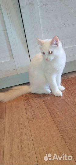 Котёнок похож на ангорскую кошку