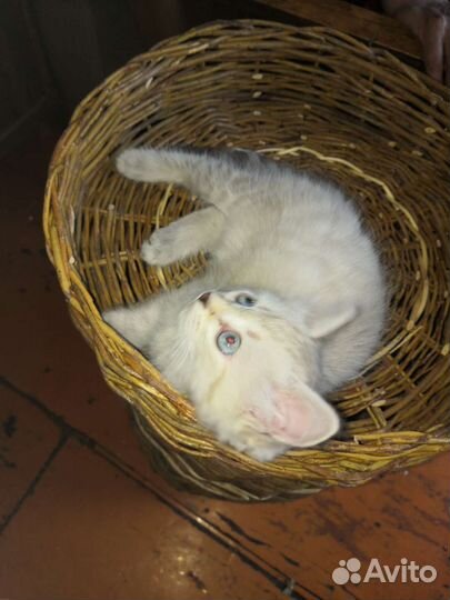 Кошка в дар бесплатно