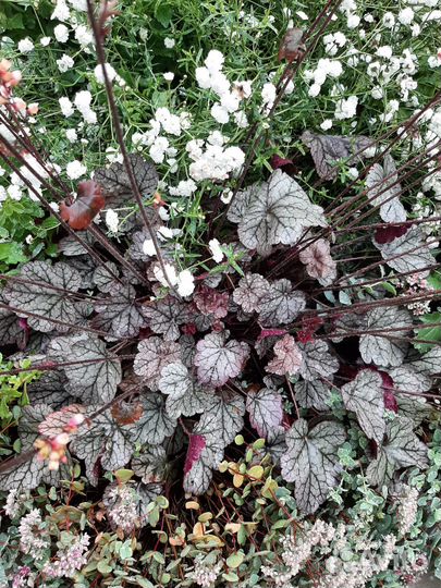 Многолетние растения для сада