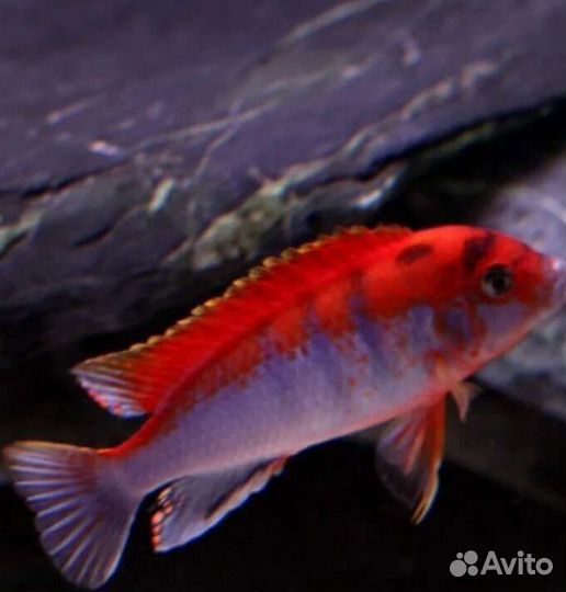 Kimpuma red Ярко красная