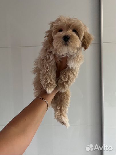 Мальтипу ф1 мальчик эксклюзив капучино карамель