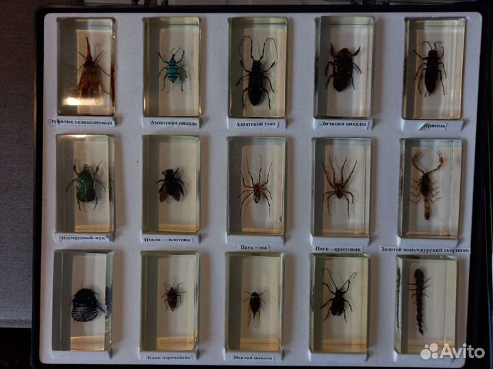 Насекомые в стекле; Коллекция