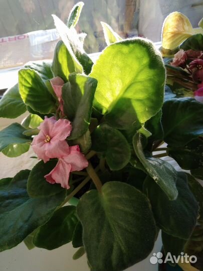 Фиалки цветущие в горшке