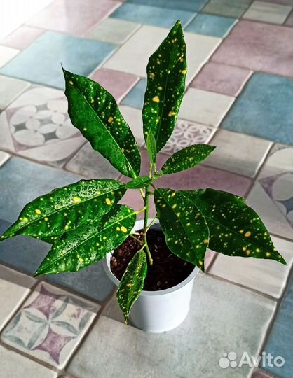 Кротон Золотая пыль