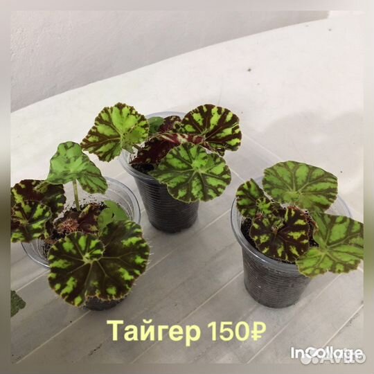 Бегонии королевские