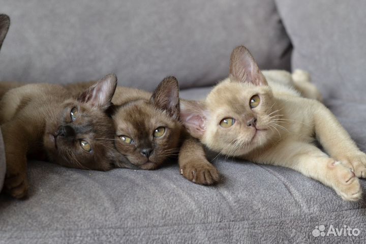 Котята Евро Бурмы